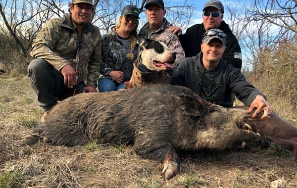 Florida hog hunt with dogs
