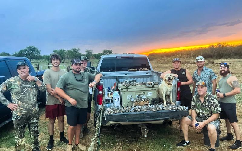Bird dog retrieving a dove during a guided hunt