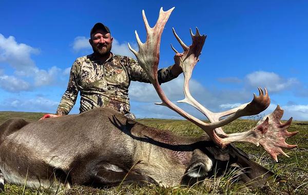 Bull caribou during a guided hunt in Alaska's tundra.