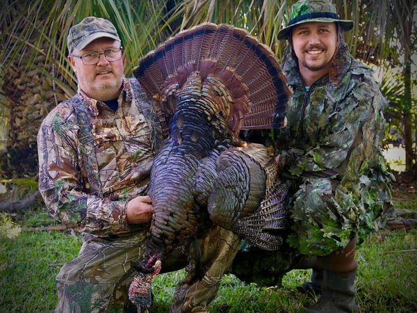 Florida Osceola turkey with hunters