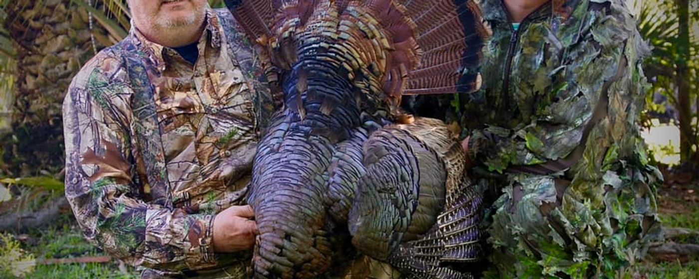 Florida Osceola turkey with hunters