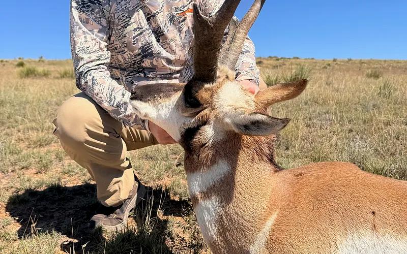 Large pronghorn antelope buck in New Mexico desert landscape