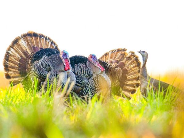 Turkeys walking through Florida palmetto and pine habitat during a guided osceola turkey hunt.