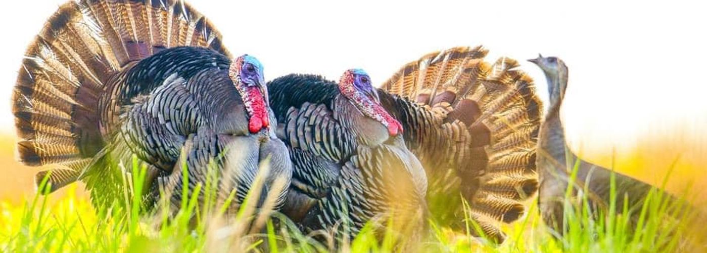 Turkeys walking through Florida palmetto and pine habitat during a guided osceola turkey hunt.