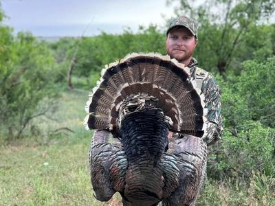 Rio Grande Wild Turkey
