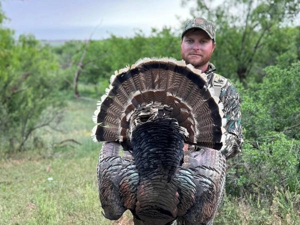 Rio Grande Wild Turkey