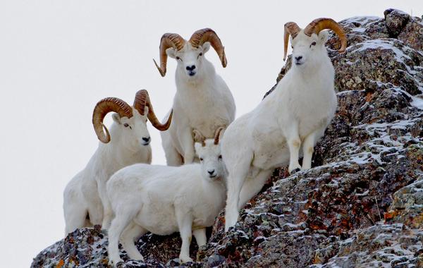 Dall sheep during a guided mountain hunt in Alaska.