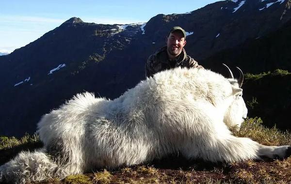 Mountain goat during a guided Alaska mountain hunt.