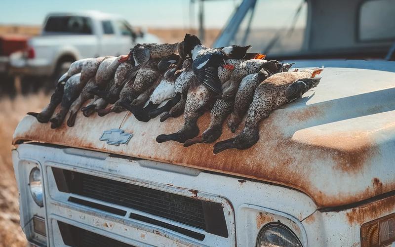 Ducks lined up on vintage chevy truck in a Texas field after a successful hunt. 