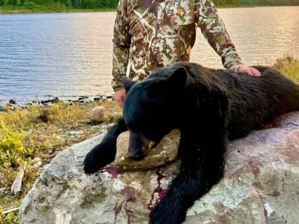 Maine Black Bear Hunt