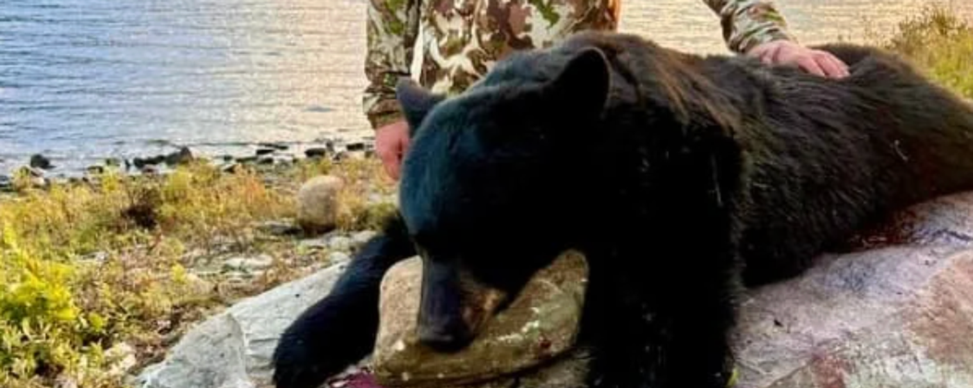 Maine Black Bear Hunt
