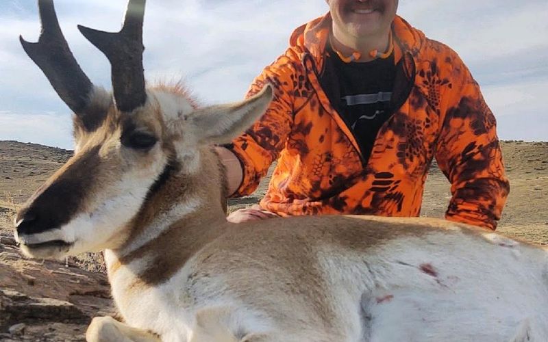 Pronghorn buck standing in Montana grasslands during hunting season