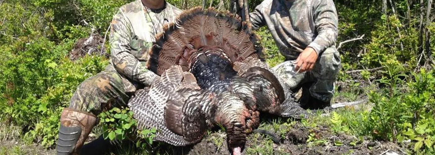 Mature eastern wild turkey in a Massachusetts hardwood forest during a guided turkey hunt.