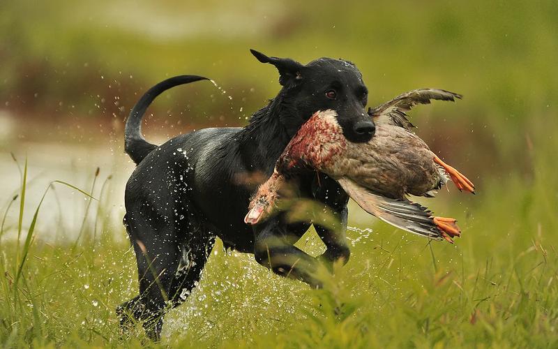 Labrador retriever sitting beside hunter during a duck hunt