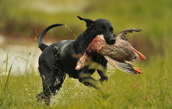 Dog retrieving duck during guided duck hunt in Linden, Alabama.