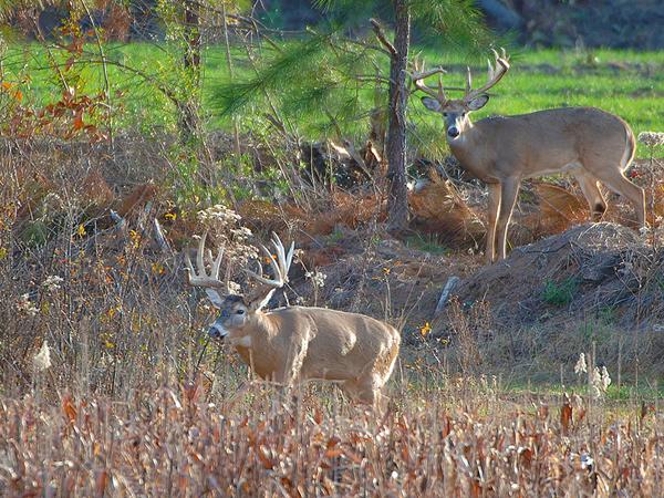Hunter overlooking Alabama pine forests during a guided whitetail hunt.