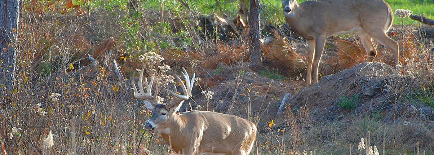 Hunter overlooking Alabama pine forests during a guided whitetail hunt.