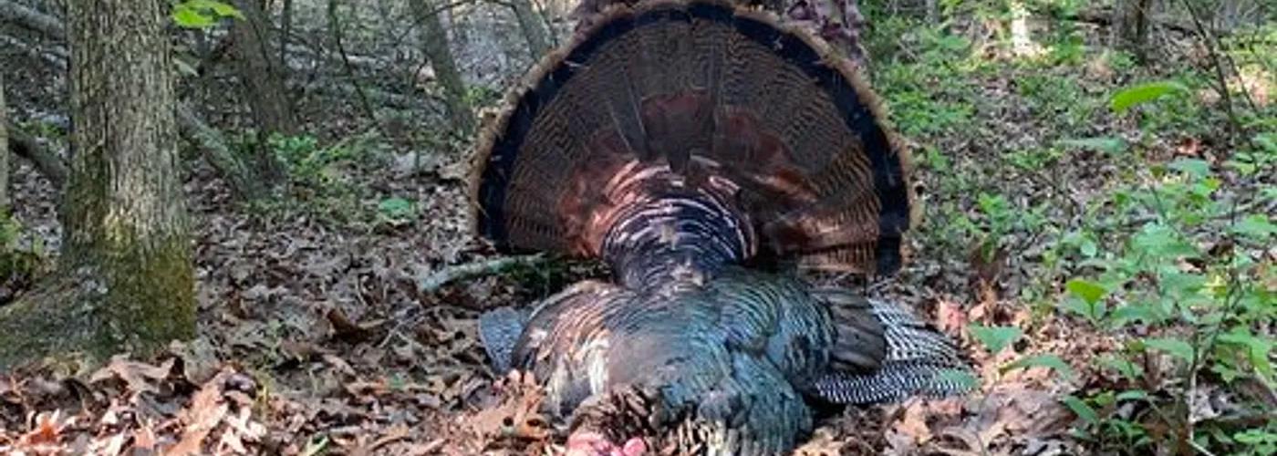 Mature eastern wild turkey at the edge of an autumn hardwood forest in New Jersey.