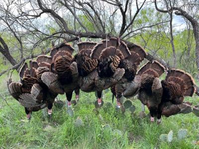 Turkey
