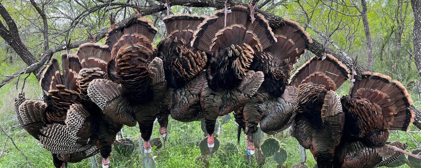 Turkey Hunts Across North America