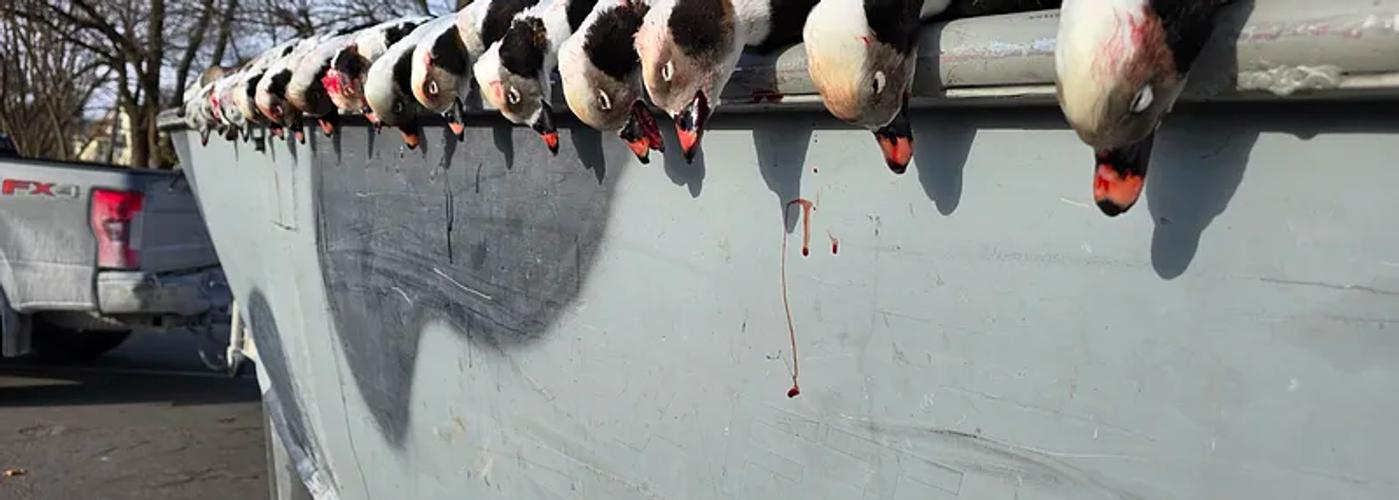 Michigan waterfowl hunt during a guided 