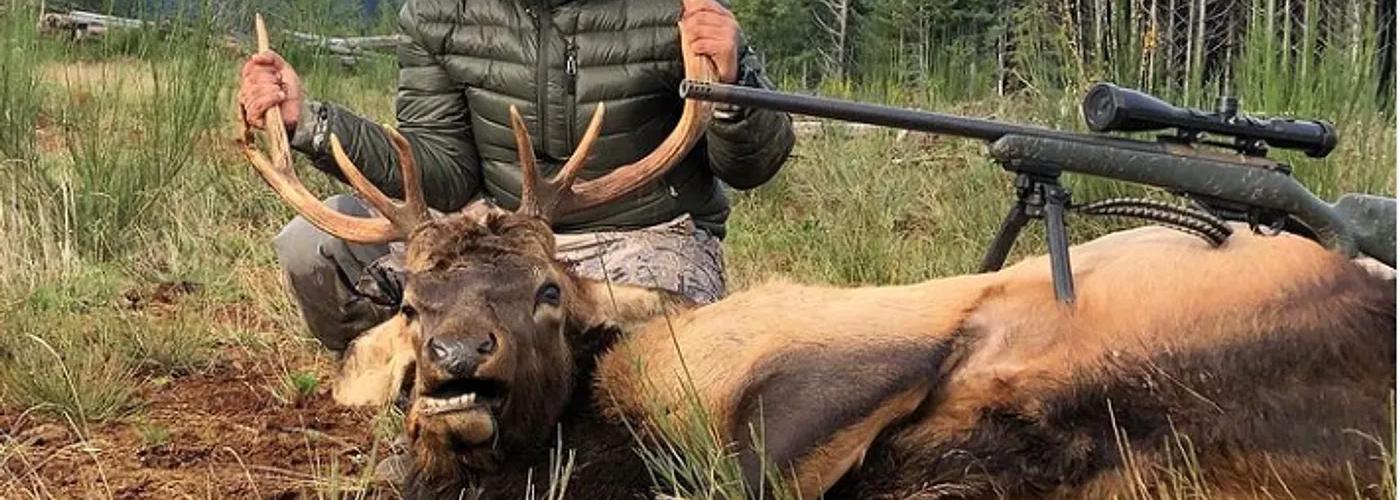 Bull elk in Washington mountain country