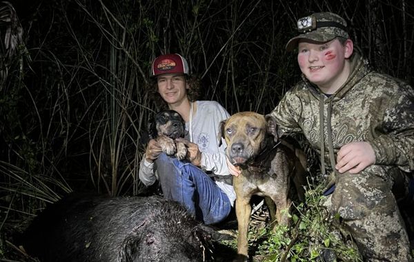 Florida Hog Hunt with Dogs
