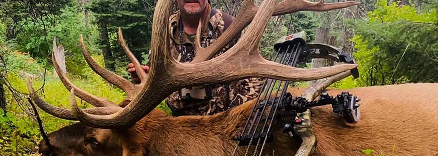 Mature bull elk in a forested mountain meadow in Oregon.