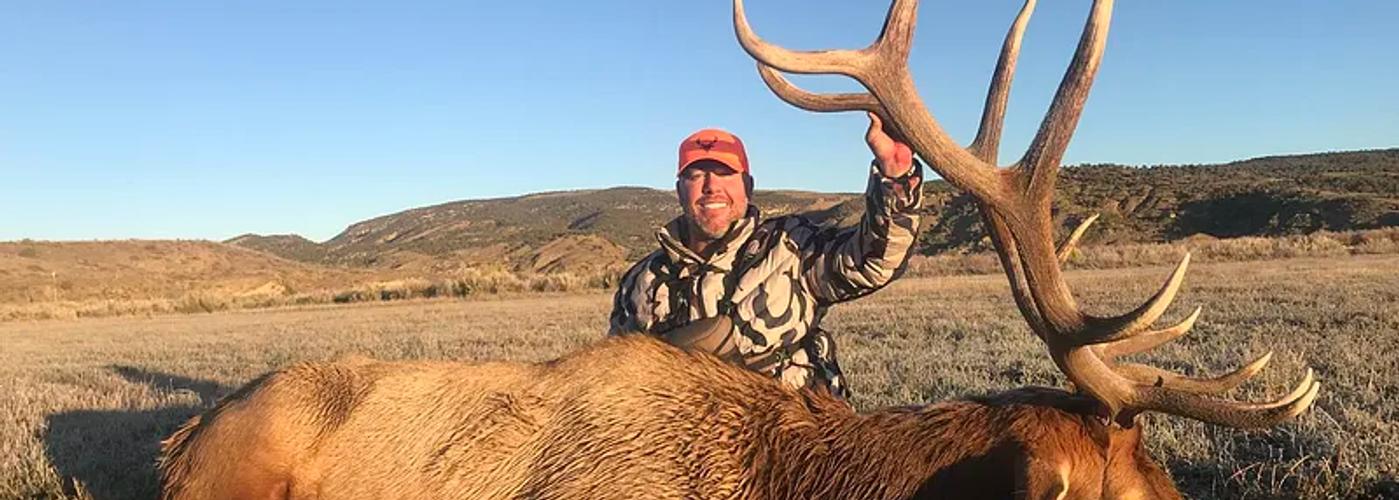 Bull elk standing in the Colorado mountains during a guided elk hunt.