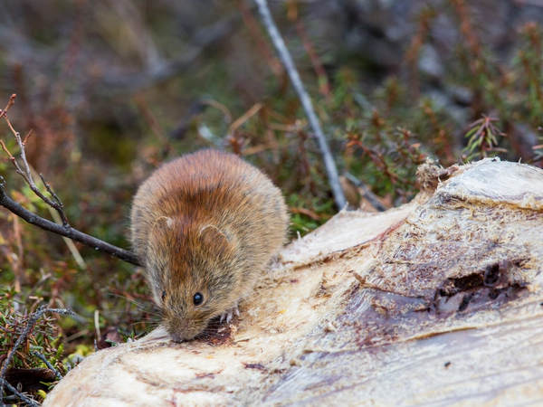 Alaska Mouse Hunt