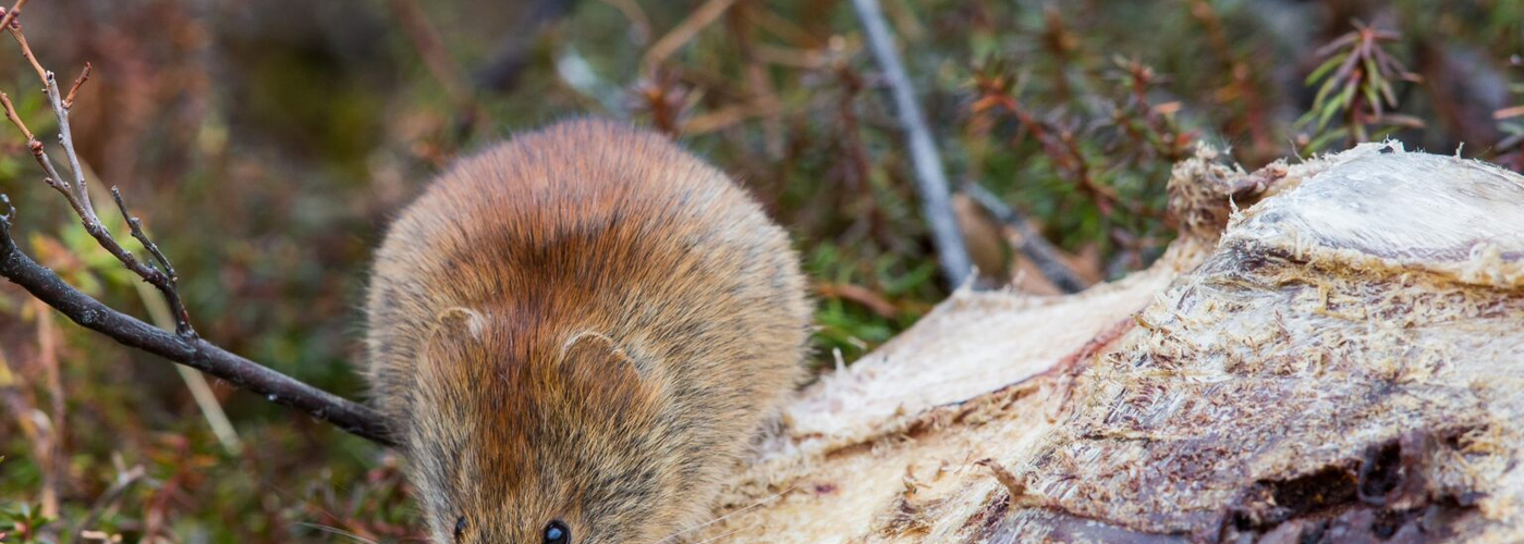 Alaska Mouse Hunt