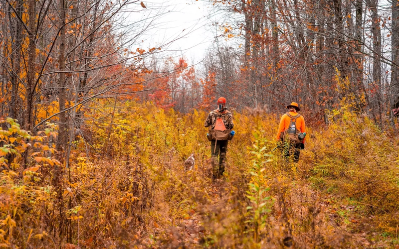 Hunting dog working through grass during an upland bird hunt