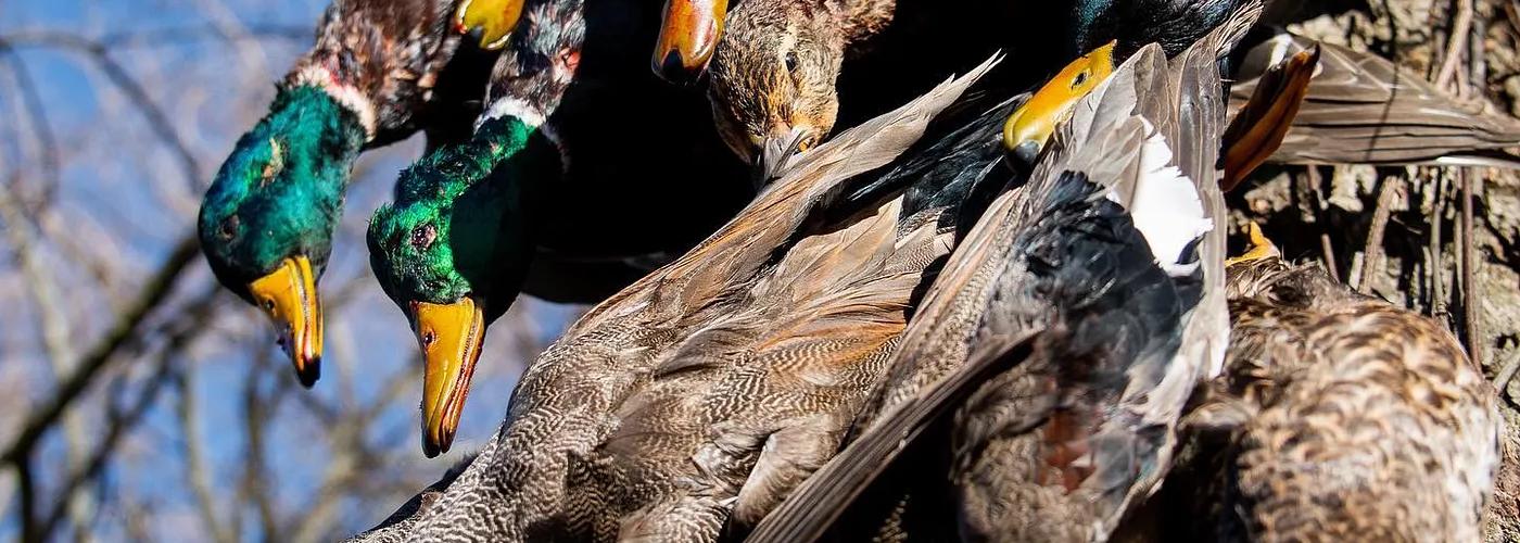 Stringer of ducks harvested during a guided Mississippi timber hunt.