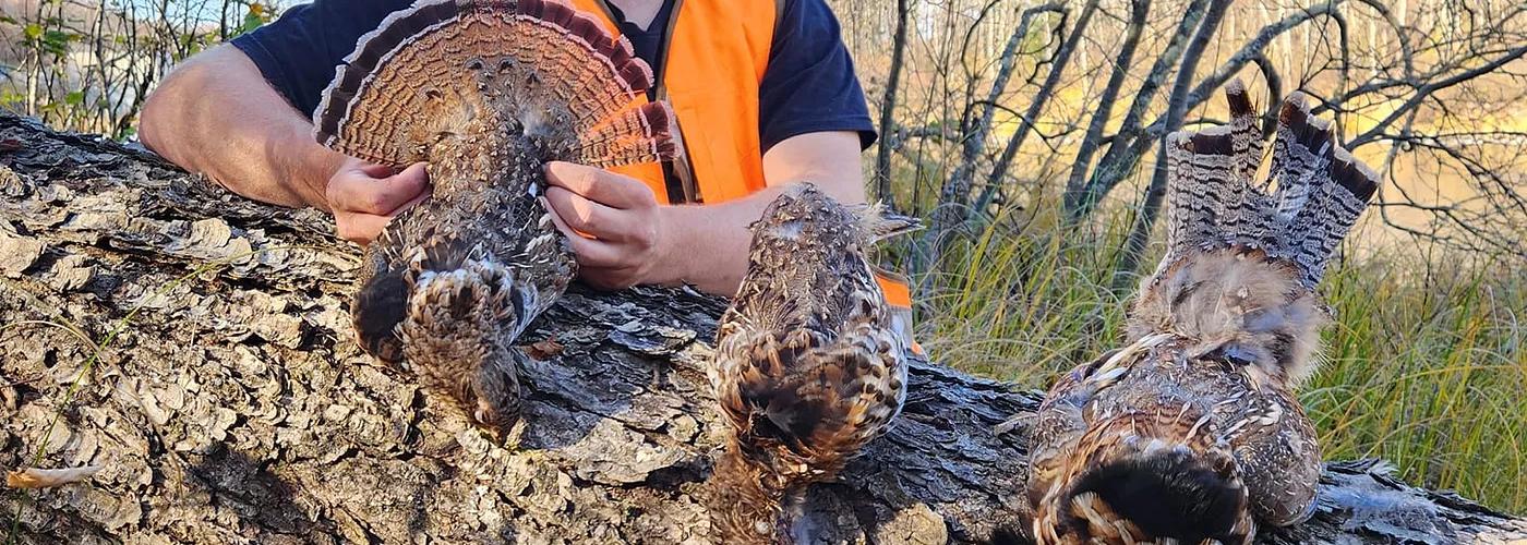 Wisconsin hunting guide pictured with ruffed grouse in Northwoods guided hunt.