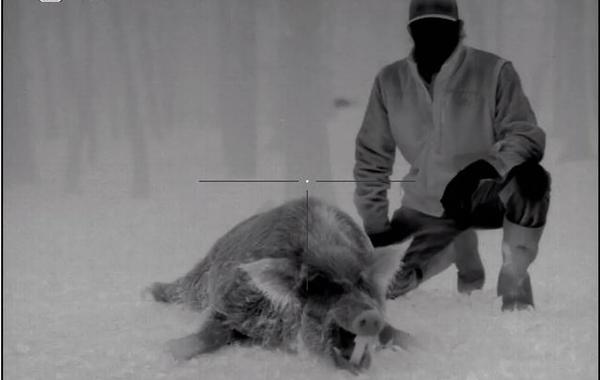 Texas thermal hog hunt in Powderly, Texas