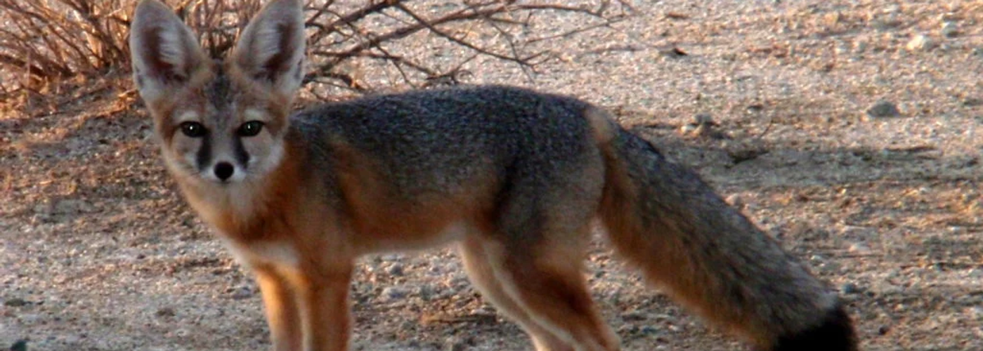 Hunting in Arizona