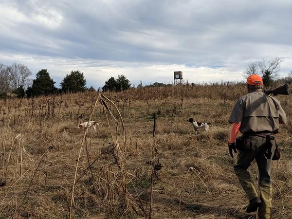 Hunter walking up Georgia field during upland hunt with dogs.