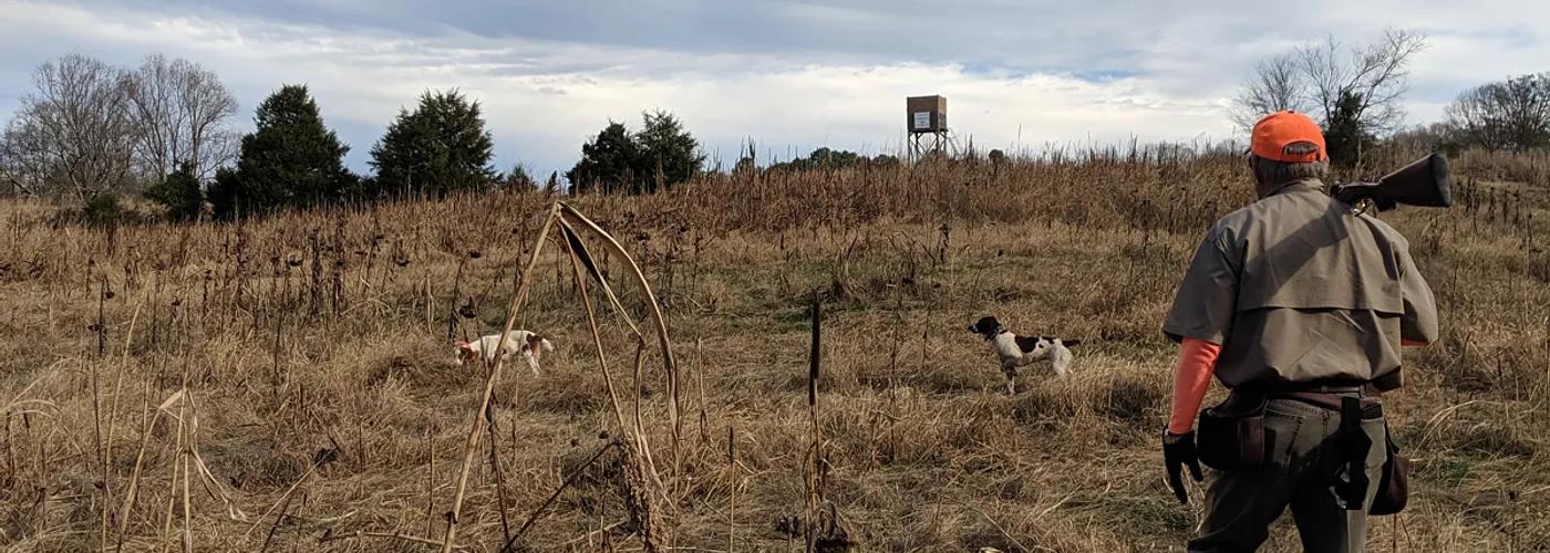 Hunter walking up Georgia field during upland hunt with dogs.