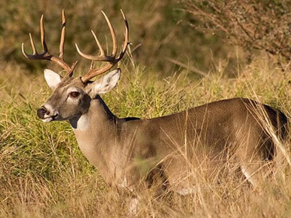 Whitetail buck overlooking Delaware farmland during a guided whitetail deer hunt.