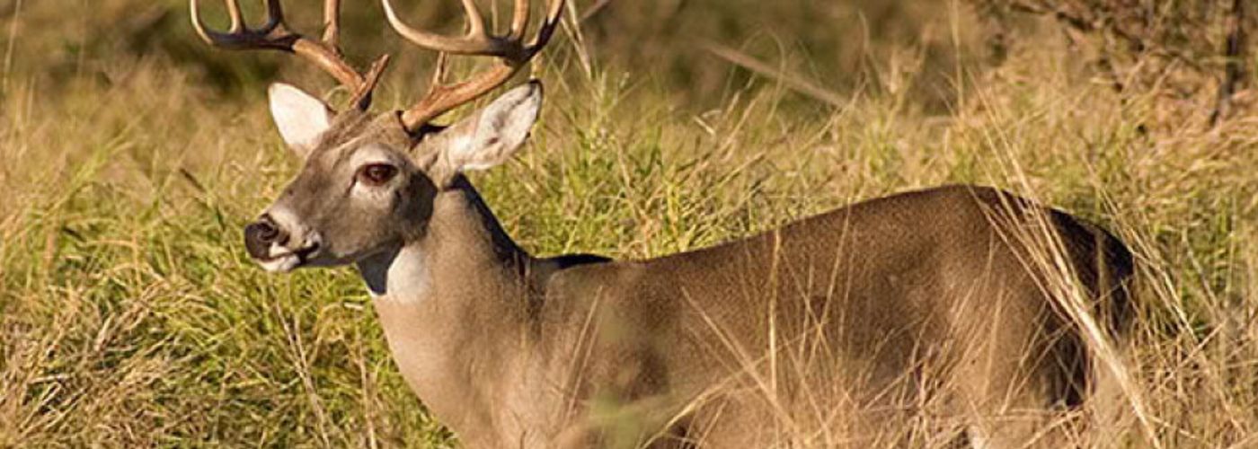 Whitetail buck overlooking Delaware farmland during a guided whitetail deer hunt.