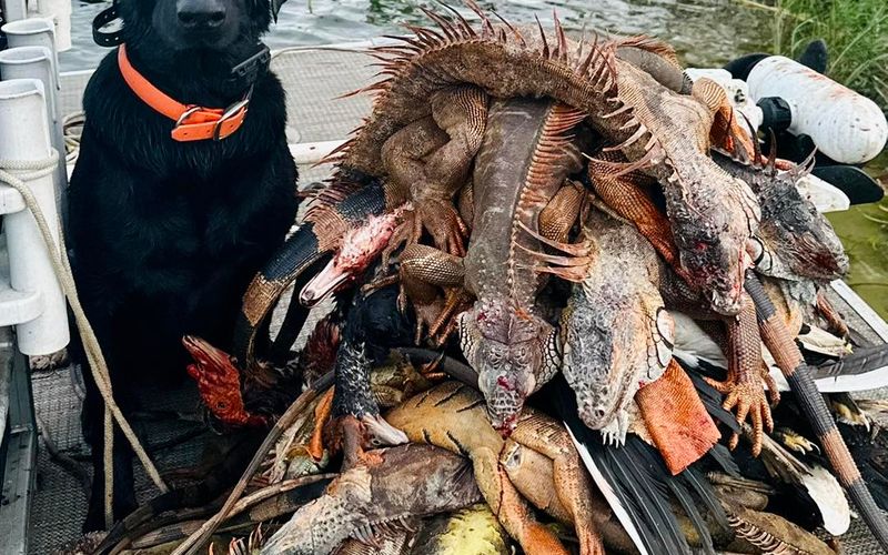 Iguana hunting with a hunting dog in Florida canals