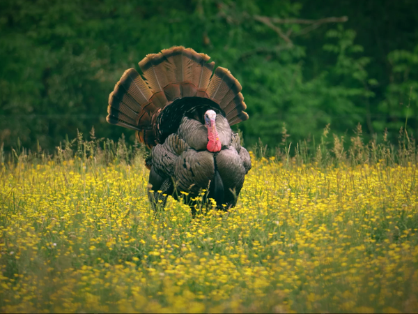 Missouri Eastern Turkey in a field