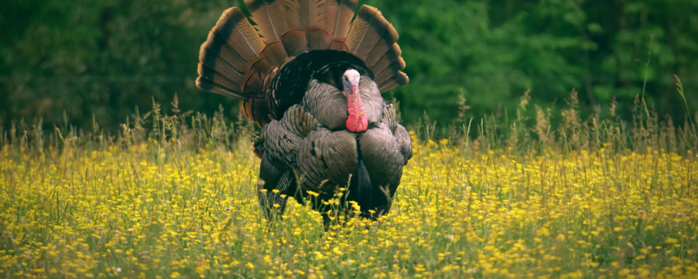 Missouri Eastern Turkey in a field