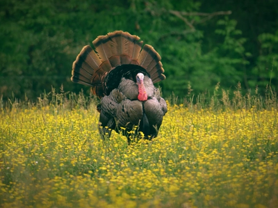 Missouri Eastern Turkey in a field