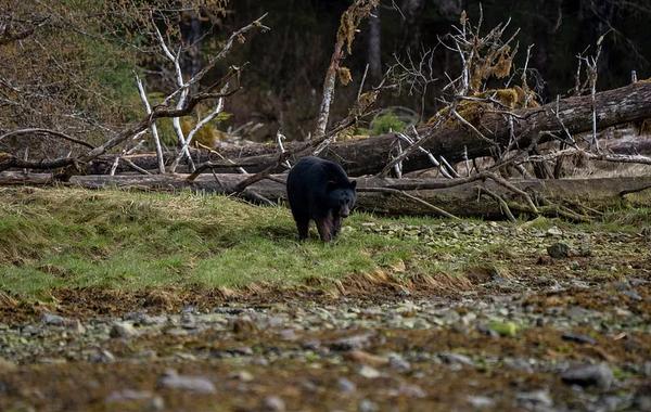 Guided Alaska brown bear hunt in remote coastal wilderness.