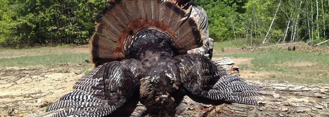 Eastern wild turkey in Vermont's spring hardwood forest