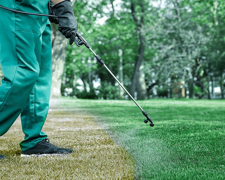 Grass Paint: Because Looking Good Means Feeling Good! (2024)