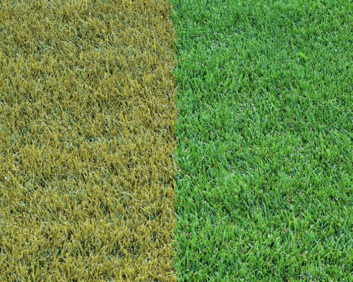 Revive Your Yellowed Lawn With Chelated Liquid Iron: The Ultimate Solution For Lush Green Grass 