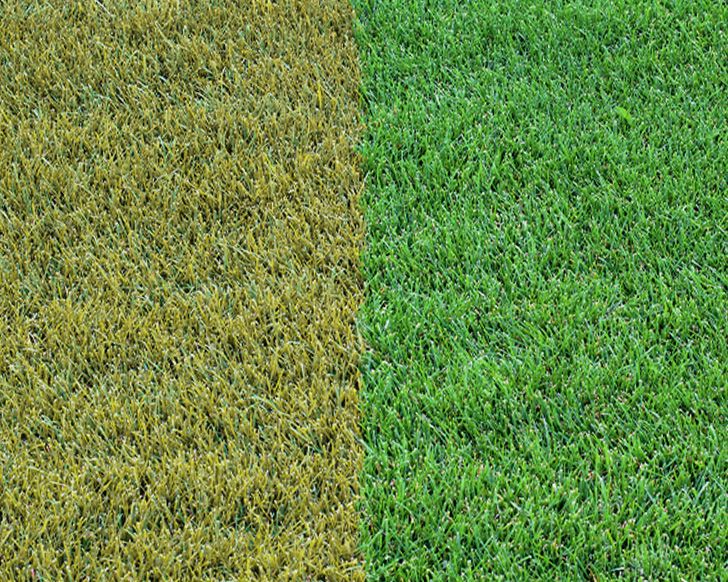Revive Your Yellowed Lawn With Chelated Liquid Iron: The Ultimate Solution For Lush Green Grass (2024)