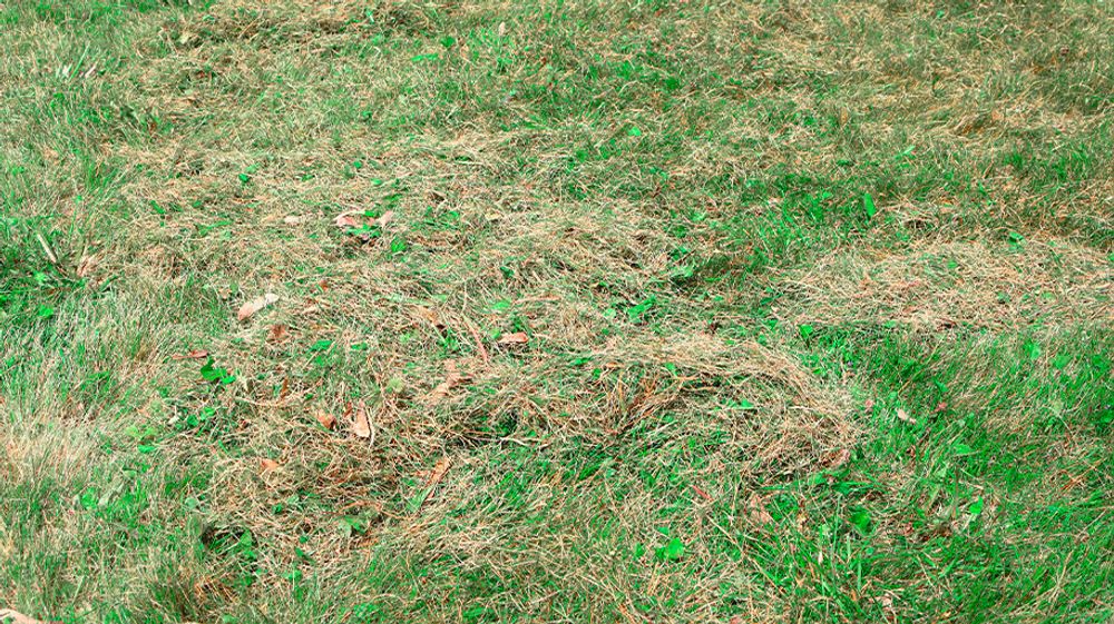 Revive Your Lawn Liquid Lawn Dethatching Explained